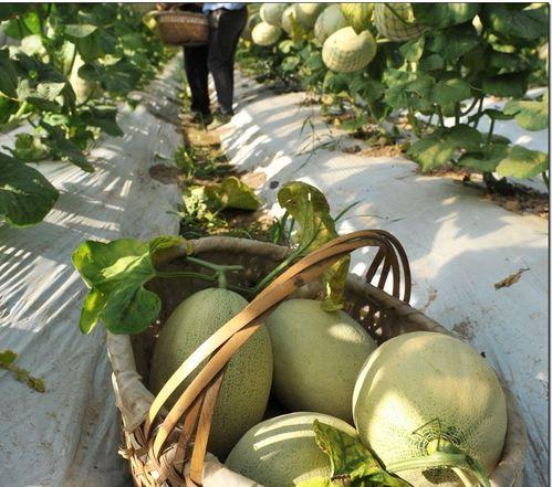 五婆吃瓜,揭秘娱乐圈背后的那些事儿