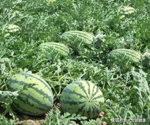 吃山椒风瓜的危害,美味背后的潜在危害揭秘